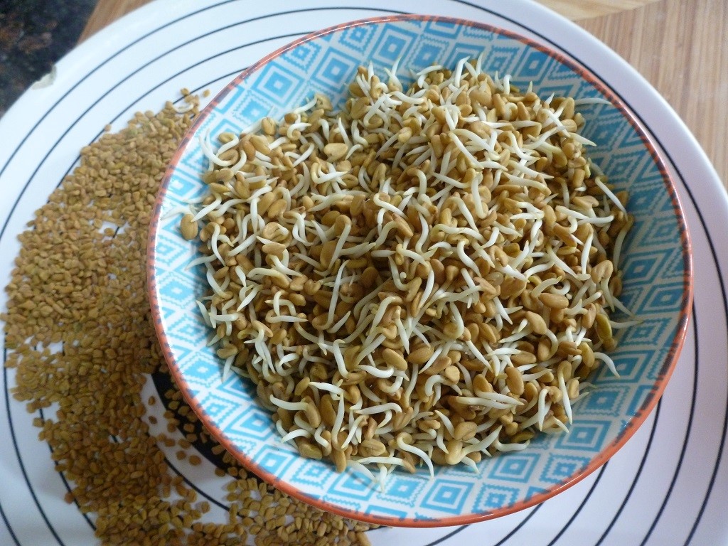 methi seeds sprouts